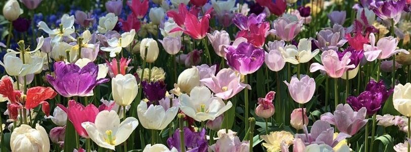 snowchan